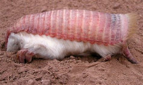 Meet The Pink Fairy Armadillo The Worlds Cutest And Tiniest Armadillo