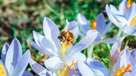 Macrofoto Van Honingbijen Bestuift Bloemen In Het Vroege Voorjaar Op