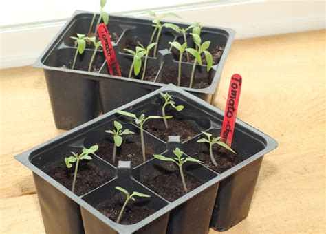 Tomaten vorziehen Ab auf Fensterbank Gemüsegarten und Kräuter