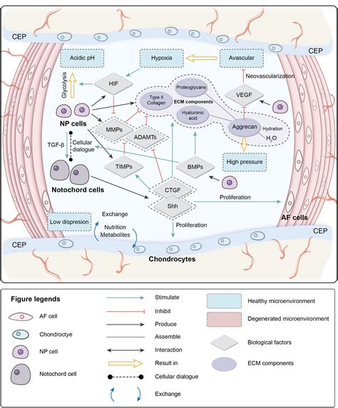 Frontiers Intervertebral Disk Degeneration The Microenvironment And