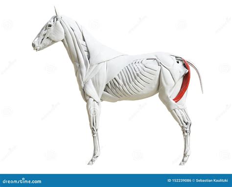 The Equine Muscle Anatomy Semimembranosus Stock Illustration