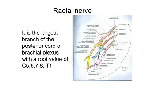 SOLUTION: Anatomy radial nerve - Studypool