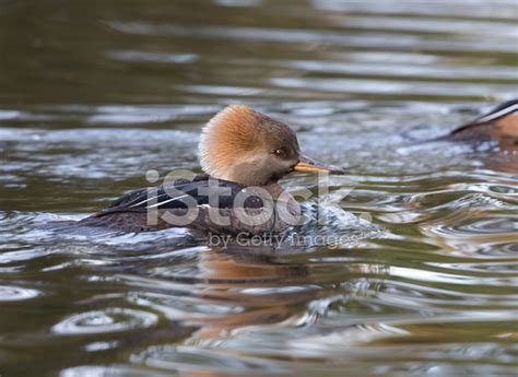 Hooded Merganser - Female Stock Photo | Royalty-Free | FreeImages