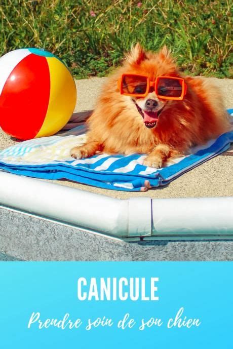 Canicule Bons R Flexes Pour Prot Ger Son Chien Chien Chien