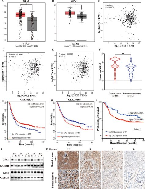 GPx2 Is Overexpressed In GC And Correlated With Poor Prognosis A B