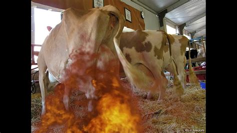 Cows Will Explode If Not Milked Sarcastic Vegan Video Youtube