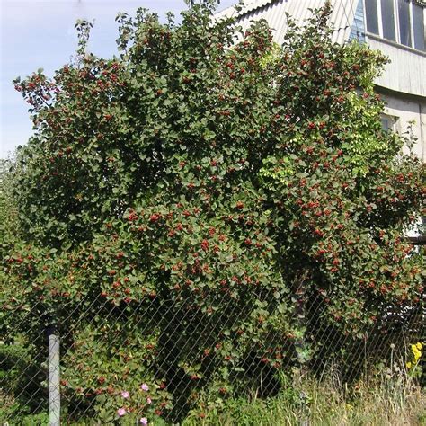 Боярышник кроваво красный или сибирский Crataegus Sanguinea