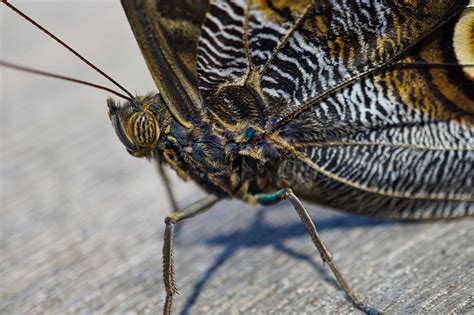 Schmetterling Insekt Makro Kostenloses Foto Auf Pixabay Pixabay