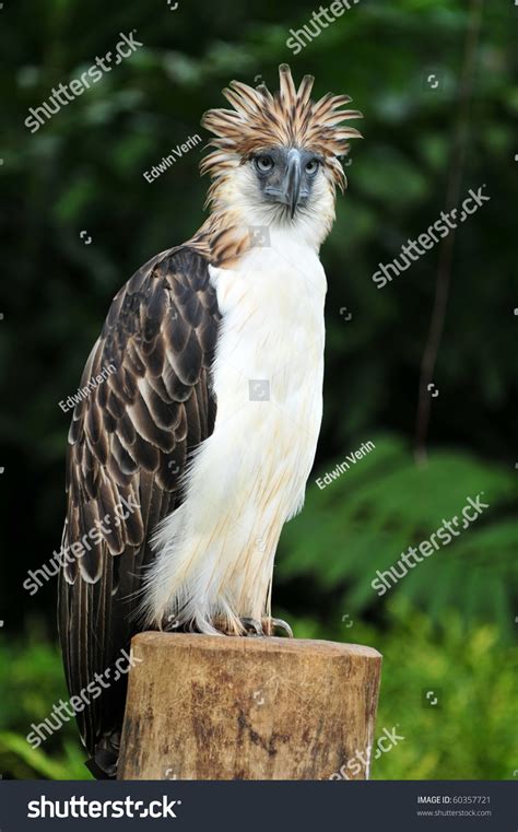 204 Philippine Monkey Eating Eagle Images, Stock Photos, 3D objects ...