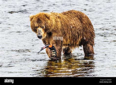 Adult Brown Bear Ursus Arctos Middendorffi Fishing For Spawning