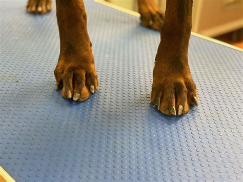 How Long Dog Nails Should Be