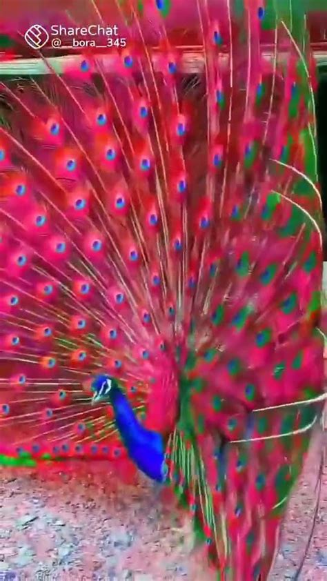 Beautiful Peacocks 🦚🦚 Shorts Youtube