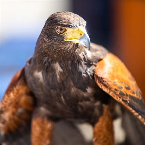 taylor    photo  taylor  hawk    series flickr