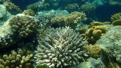 Stunning Undersea Coral Reef View Red Sea Egypt Sharm El Sheikh