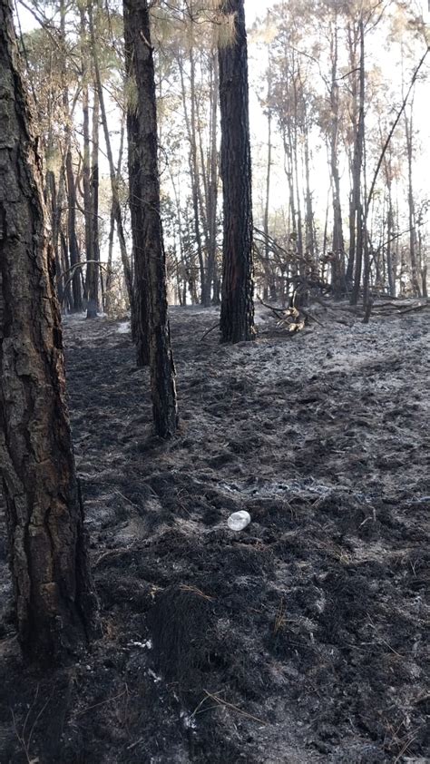 Gem Controlado En Un El Incendio Forestal En El Cerro De