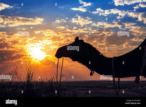 Silueta De Camello Al Atardecer En El Desierto De Thar Jaisalmer