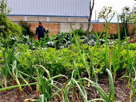 Huertas Urbanas Un Cultivo De Resistencia