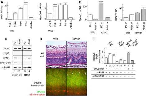 Expression Profiles Of PNR Ret CoR And Their Target Genes During