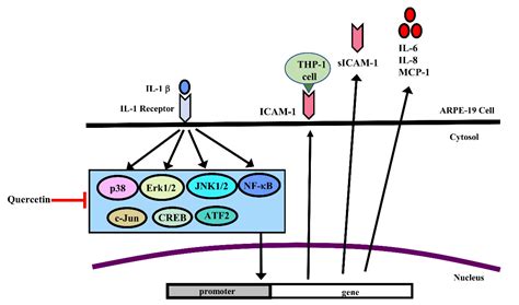 Ijms Free Full Text Quercetin Inhibits The Production Of Il