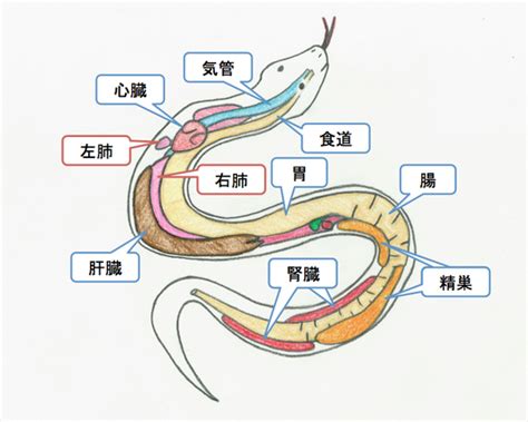 √99以上 蛇 ピット器官 仕組み 206711 蛇 ピット器官 仕組み Blogjpmbahewvu3