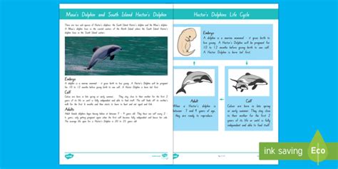 Hectors And Mauis Dolphin Life Cycle Display Posters