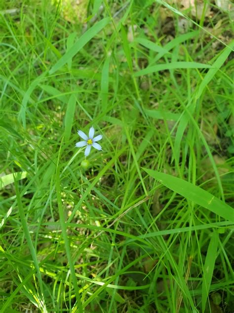 Blue Eyed Grasses From Perry County US PA US On June 13 2024 At 05