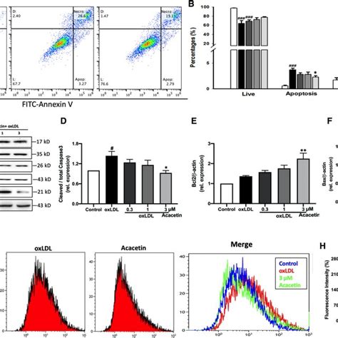 Effects Of Acacetin On Cell Apoptosis And Intracellular ROS In EA Hy926