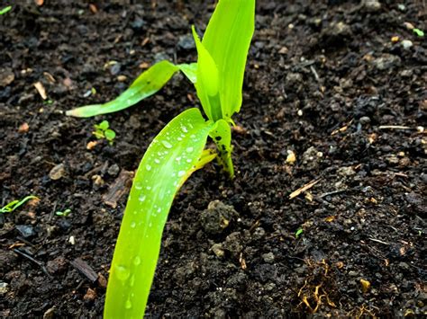 How To Grow Sweetcorn Kids Do Gardening
