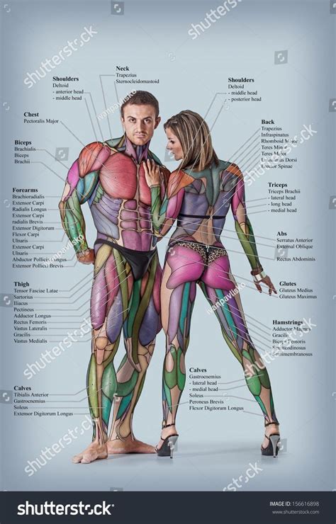 Anatomie Du Syst Me Musculaire Masculin Et F Minin Vue Post Rieure