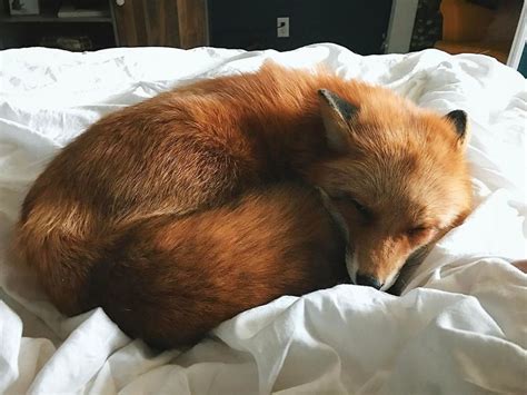 Here S What It S Like To Live With Juniper The World S Happiest Fox