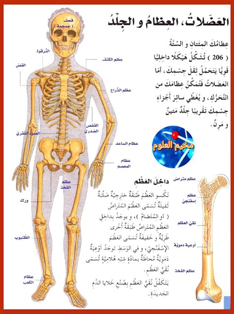 The Human Skeletal System Artofit