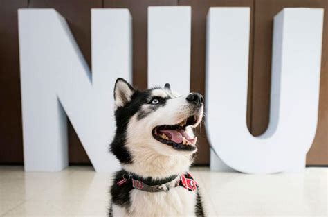 Northern’s athletic teams are formally named the Huskies (1940) - NIU ...