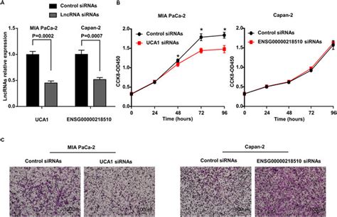 Lncrna Uca1 And Ensg00000218510 Regulate The Proliferation Andor