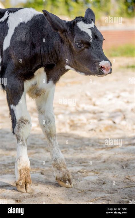 Holstein cows calf hi-res stock photography and images - Alamy