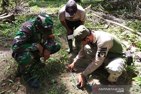 BBKSDA Riau Turunkan Tim Ke Lokasi Harimau Terkam Dua Sapi Warga