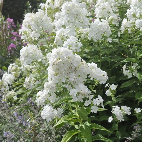 Phlox Paniculata White Admiral Garden Plants Delivered Claire Austin