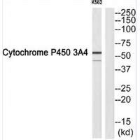 Anti Cytochrome P A Antibody Ihc Validated Bosterbio