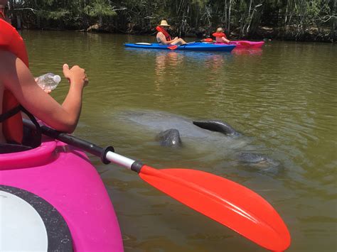 Lazy Manatee | Manatee florida, Kayaking, Florida