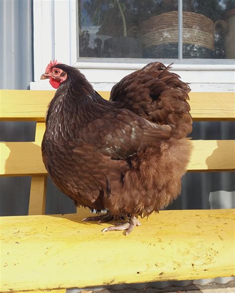 Chocolate Bantam Orpington Fertile Egg Each Pip Grow