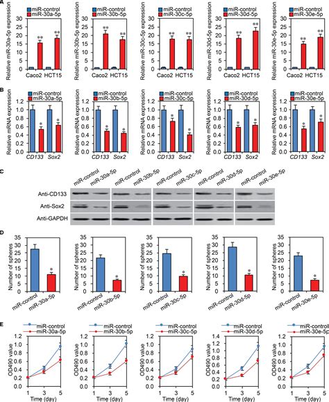 Mir‐30‐5p Suppresses Cell Chemoresistance And Stemness In Colorectal