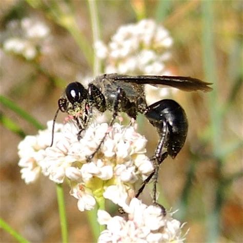 Bee Wasp Like Black 1 Prionyx BugGuide Net