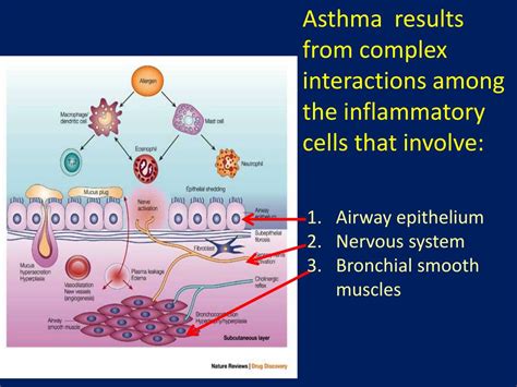 PPT - Immunology of Asthma PowerPoint Presentation, free download - ID ...
