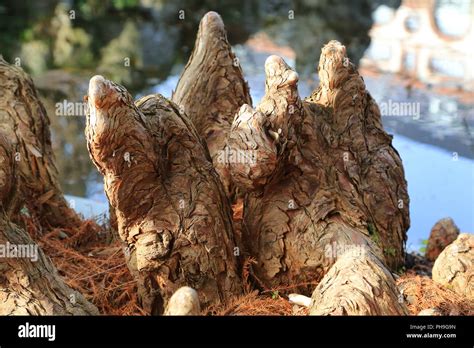 Cypress knees of a bald cypress, Taxodium distichum Stock Photo - Alamy