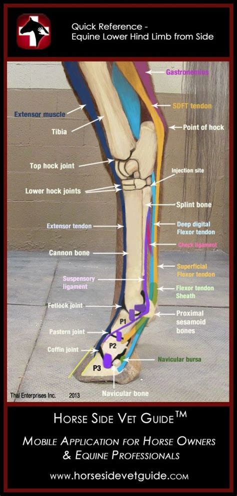 Equine Lower Hind Limb Side View By Candice Horse Health Horse