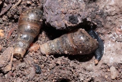 Rumina Decollata Biodiversidad Virtual Invertebrados