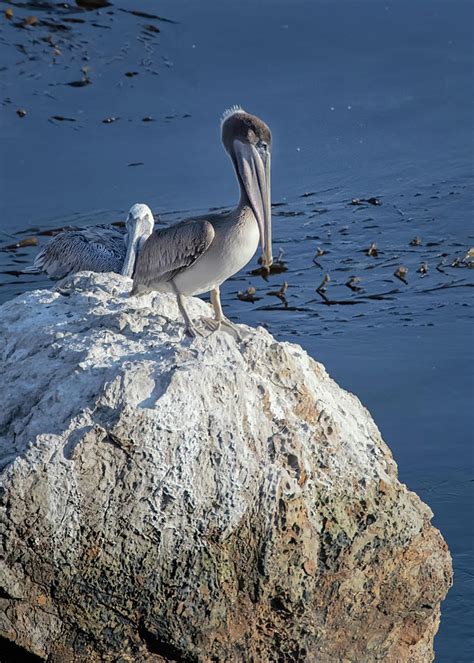 Pelican Pair Photograph By Alinna Lee Fine Art America