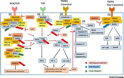 K63 Ubiquitination In Immune Signaling Pmc