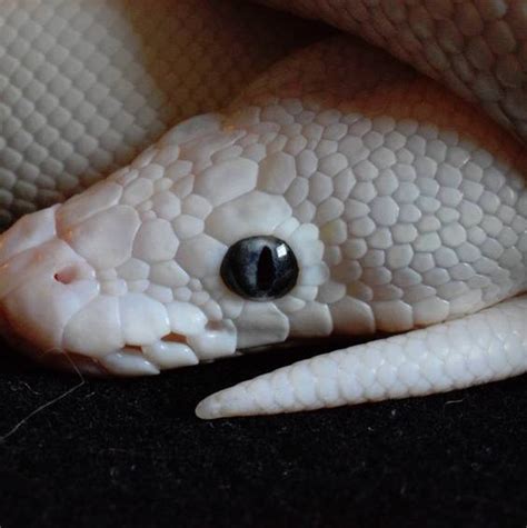 The Leucistic Ball Python Is More Than Just A White Snake