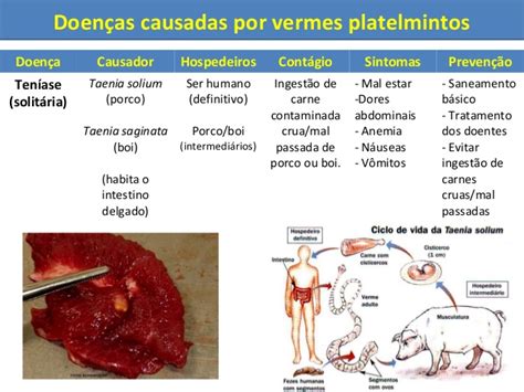 Os platelmintos Principais doenças provocadas por platelmintos