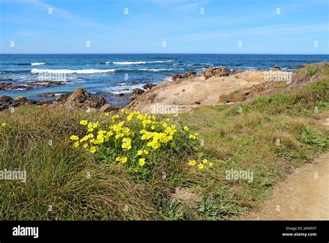 Early Spring Yellow Flowers Of The Escaped Weed Bermuda Buttercup